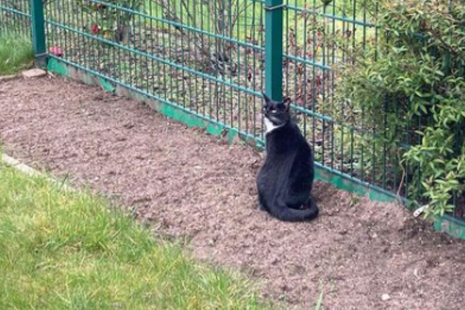 Katze Hubbel genießt im Garten ihrer neuen Besitzer ihren ganz besonderen Glücksmoment.
