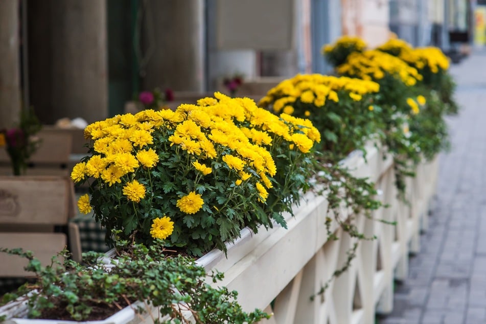 Chrysanthemen sind tolle Herbstpflanzen. Blühend sind sie echte Hingucker auf dem Balkon.