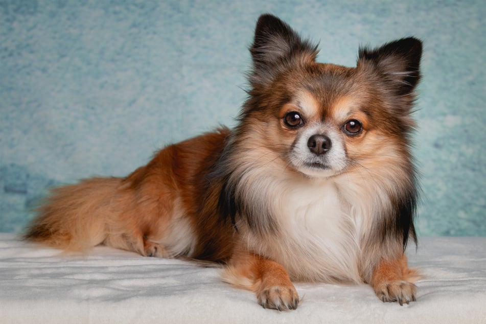 Some chihuahuas are almost regal, others are more scraggly.