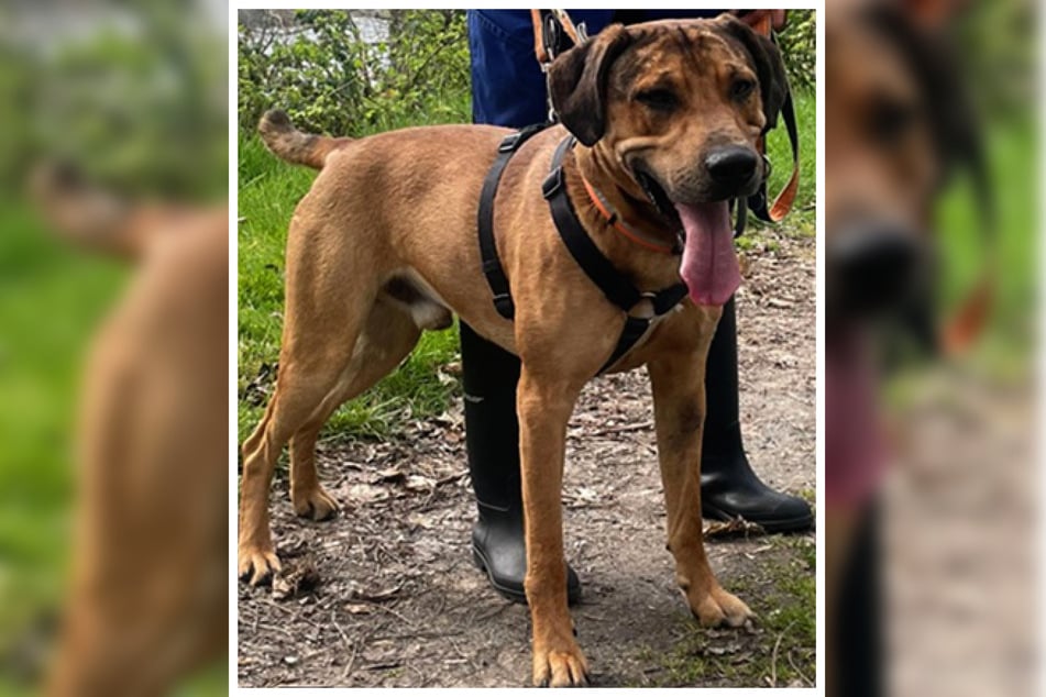 Charly hätte gerne ein eher ruhiges Umfeld und benötigt eine Weile, um sich einzugewöhnen.