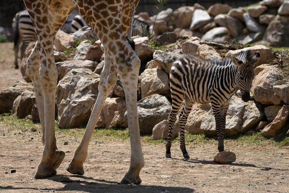 Ein Giraffenkopf und die Beine eines Zebras wurden gefunden. (Symbolbild)