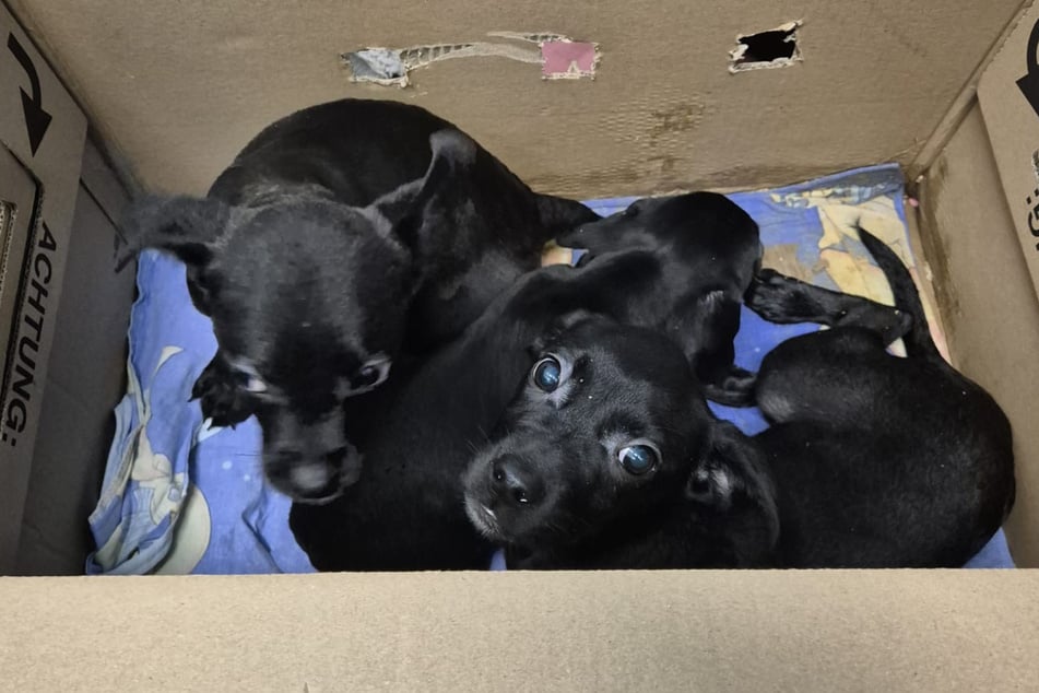Über die Rasse der gefundenen Hundebabys ist bislang noch nichts bekannt.