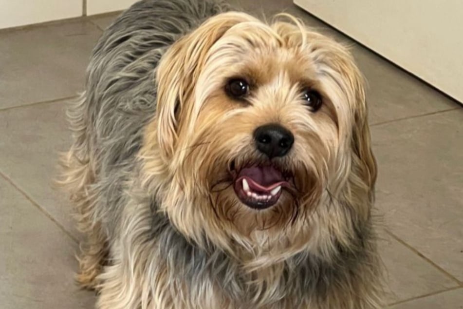 Das Tierheim Bergheim sucht ein neues Zuhause für Yorkshire-Terrier Putzel.
