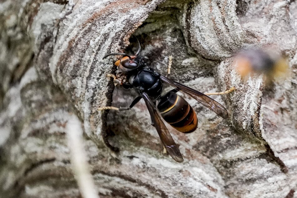 Die Ausbreitung der "vespa velutina", wie die Art auf Latein heißt, stellt eine große Gefahr für die einheimischen Bienen dar.