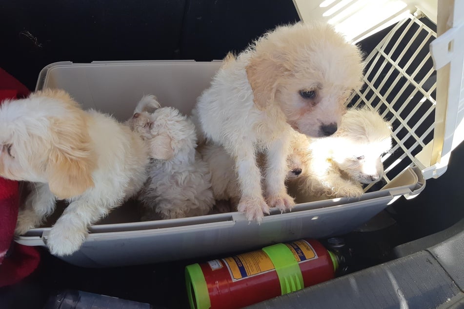 Die Bundespolizei fand in einem Opel eine Hundetransportbox mit fünf Hundewelpen (Malteser).
