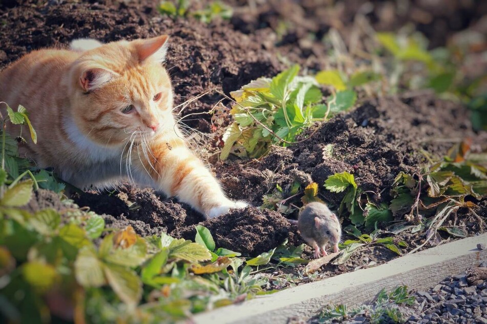 Cats like to catch mice and rodents, remove them to get rid of cats in your yard.