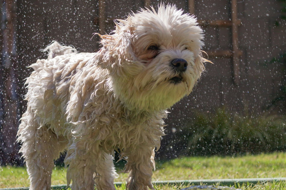 Don't you just adore the Havanese?