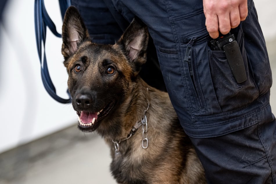 Beim Fund eines verlassenen Koffers in Sachsen-Anhalt kam ein Sprengstoffspürhund zum Einsatz. (Symbolbild)