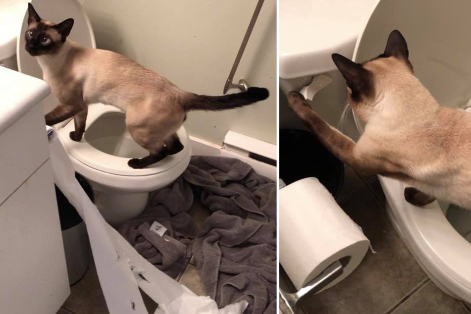 Kai simply loves the toilet!