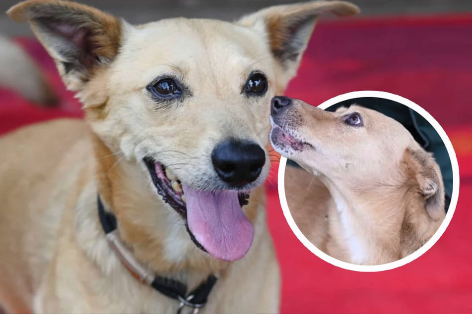 Oscar est vraiment très gentil, mais il y a une chose que le chien n'aime absolument pas