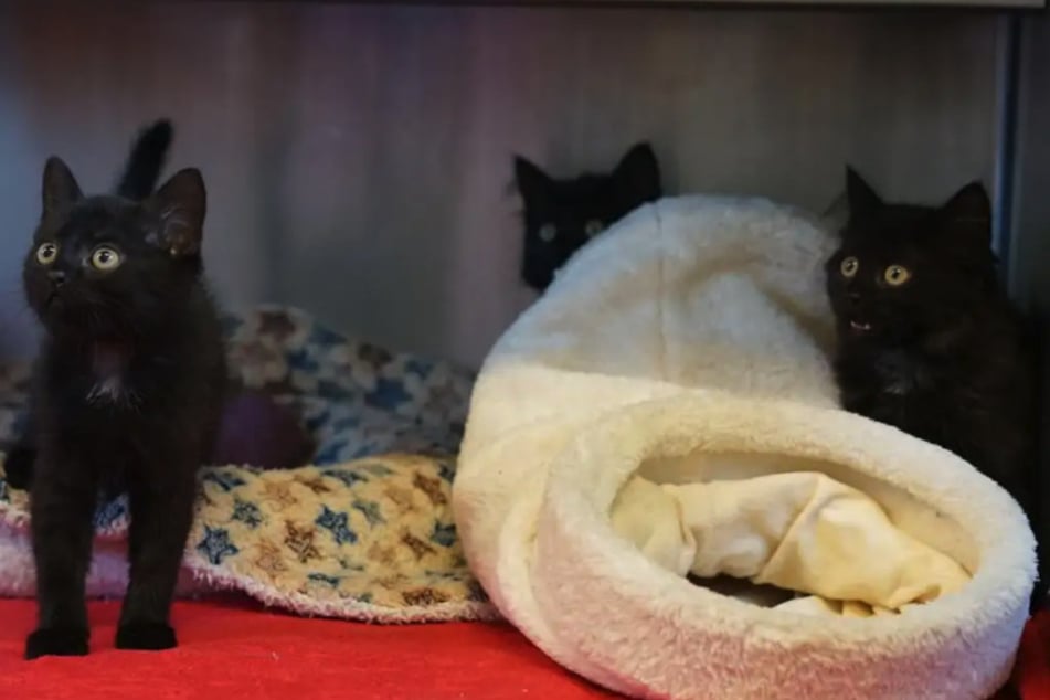 Die drei Kätzchen Nova, Midnight und Star suchen ein liebevolles Zuhause.