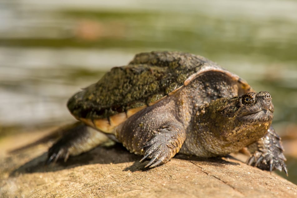 Eine Schnappschildkröte hat es sich in einem Naturbad in Oberbayern gemütlich gemacht. (Symbolbild)