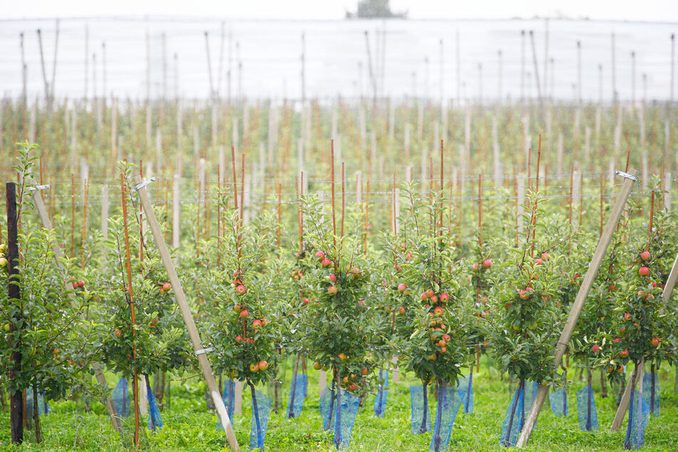 Mit 64.000 Tonnen erwarten die sächsischen Obstbauern ein gutes Erntejahr.