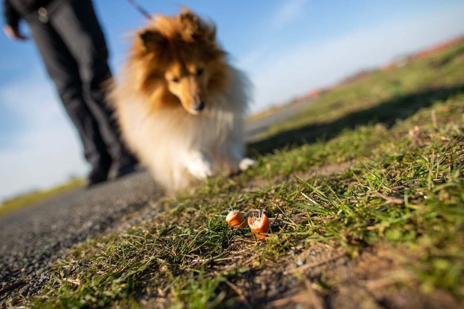 Verdächtige Wurststücke mit "hellen Anhaftungen" wurden am Wochenende auf einem Hundeplatz im südhessischen Heppenheim gefunden. (Symbolfoto)