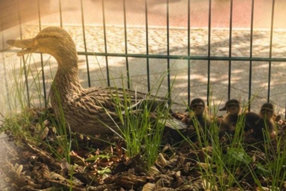 Dank des Einsatzes der Beamten fanden die kleinen Ausreißer schließlich wieder zurück zu ihrer Entenmama.