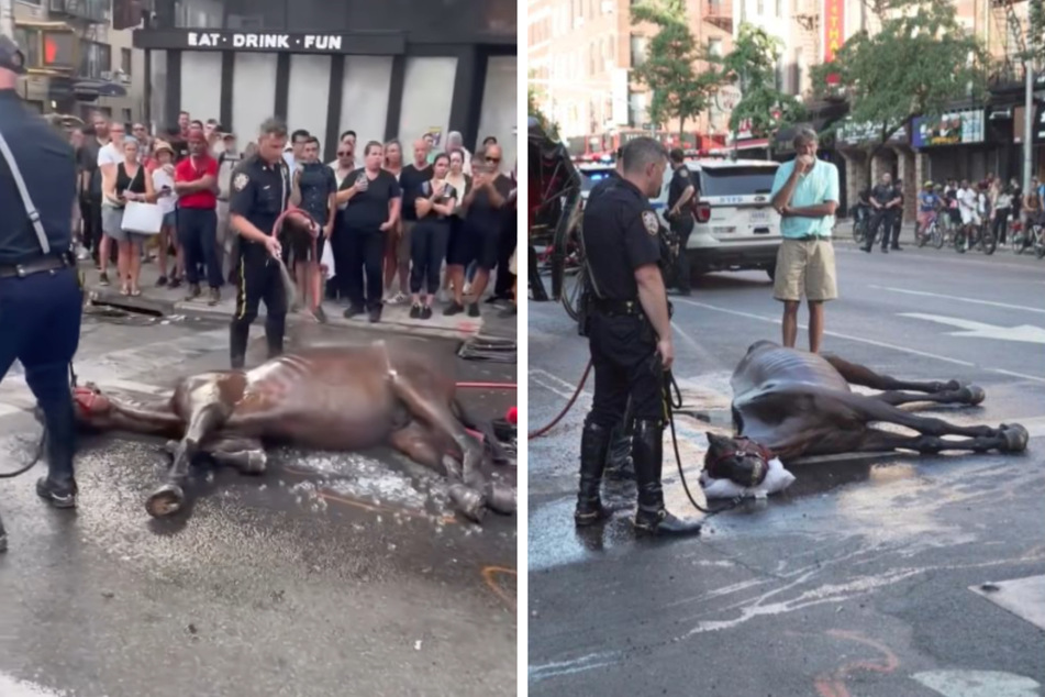 Vollkommen erschöpft und dehydriert kollabierte Kutschpferd Ryder auf einer New Yorker Straße.