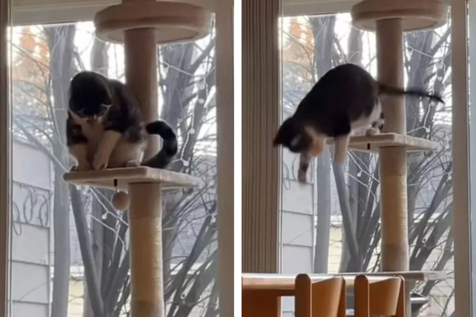 After snatching a toy with his paw, Hamilton the cat fell off the scratching post and his funny mishap caught the attention of many social media onlookers.