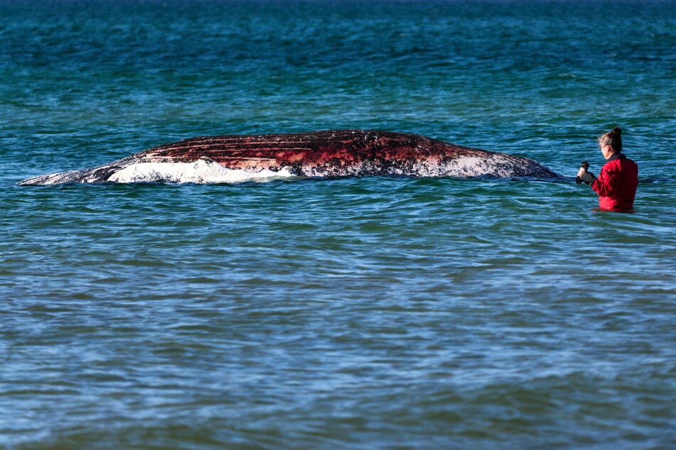 Tierärztin Anne Herrschaft begutachtet bereits am Freitag den toten Wal, der vor der dänischen Insel Anholt liegt.