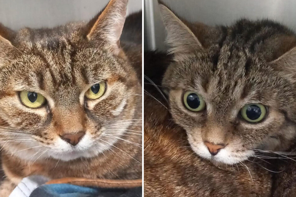 Katze Mona erleidet tragisches Schicksal: Tierheim hat "großen Wunsch"