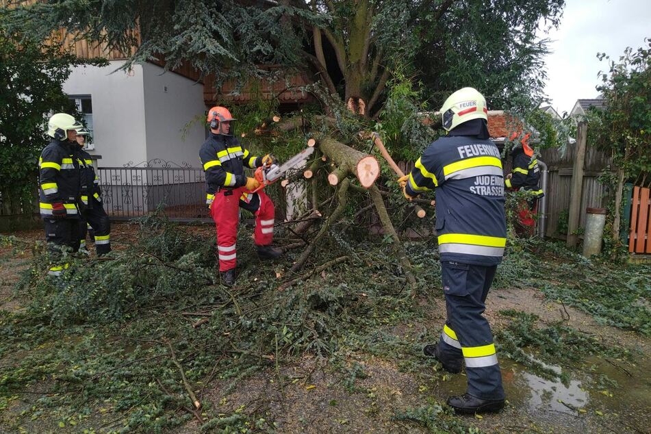 In Österreich wurden drei Menschen von einem Baum erschlagen.