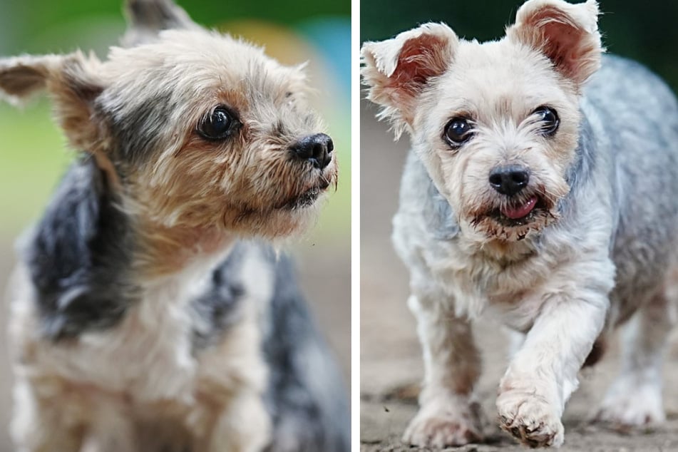Gizmo (l.) und Mogli (r.) suchen ein neues Zuhause.