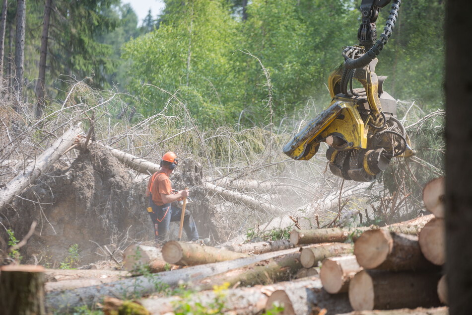 Jährlich müssen Sachsens Waldbesitzer mit enormem Aufwand die Schäden von Borkenkäfern und Stürmen beseitigen.