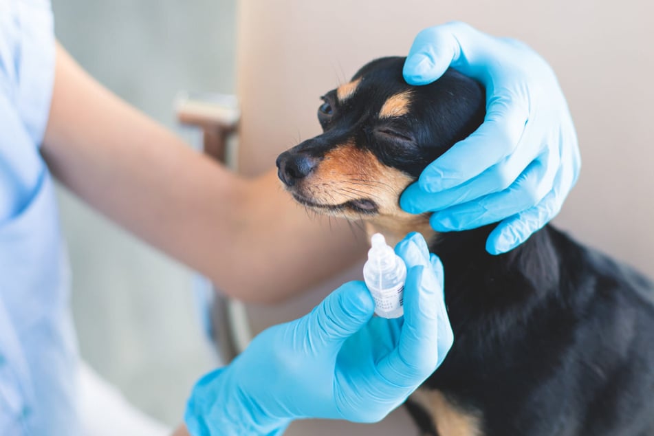 Bei der Versorgung mit Tierärzten erhält die Stadt München gerade einmal den Mindestwert von einem Punkt. (Symbolfoto)