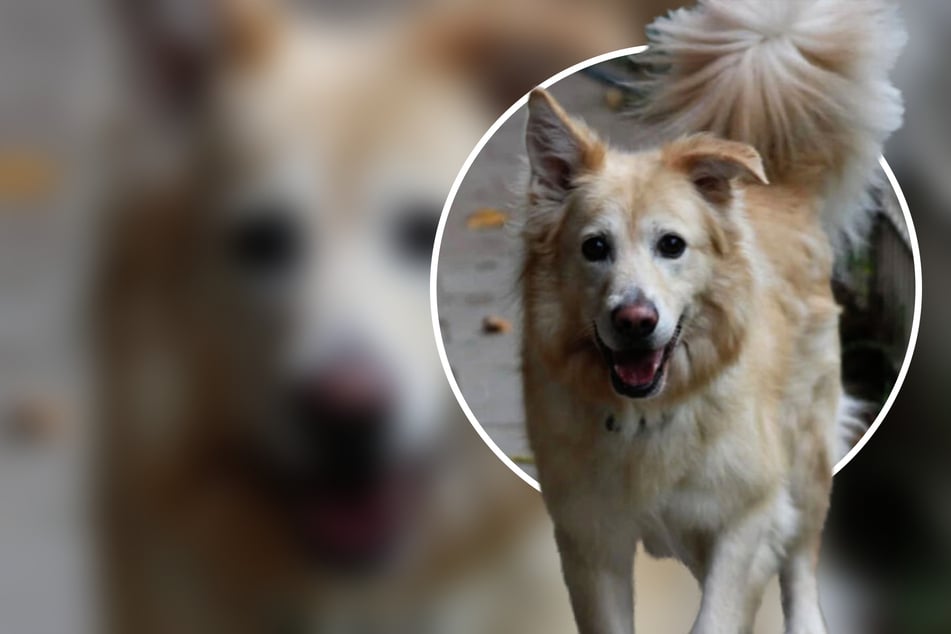 Herumgereicht wie ein Wanderpokal: Jetzt hofft Retriever-Mix auf zweite Chance
