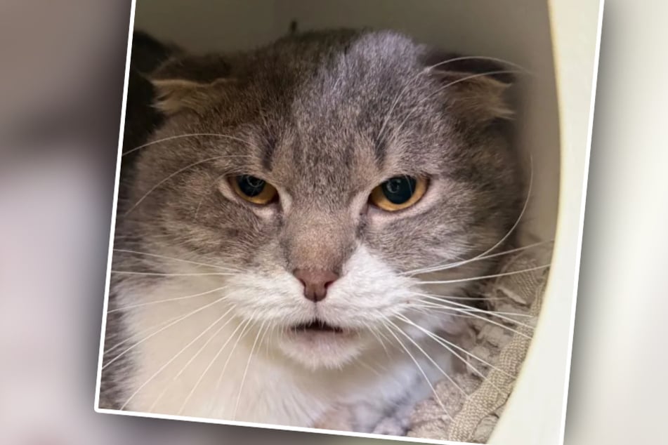 Kocour touží po pravém domově u milých přátel koček, kteří mu budou po celý život stát po boku.