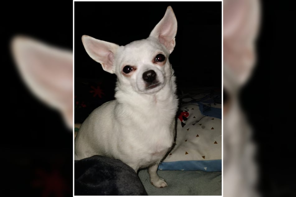 El perro Chihuahua Coco tuvo suerte de que no quiso comer los trozos de vidrio esparcidos.