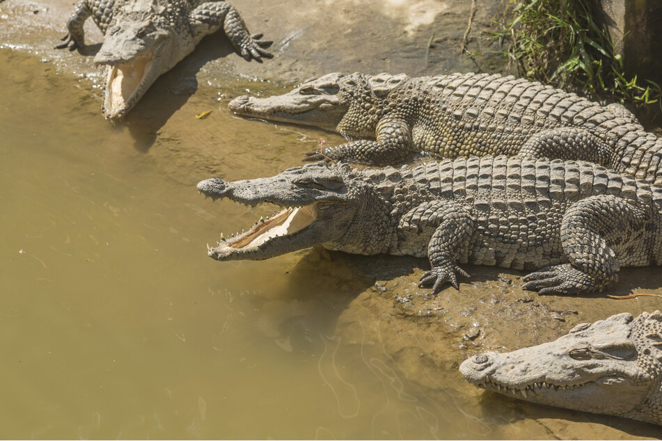 Mehr als 70 Krokodile sind aus einer chinesischen Krokodilfarm entkommen. (Symbolbild)