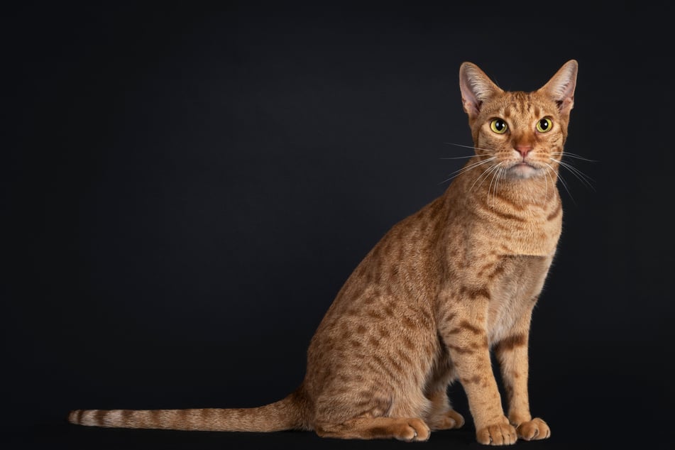 Die verspielte Ocicat zählt zu den Katzen mit großen Ohren.