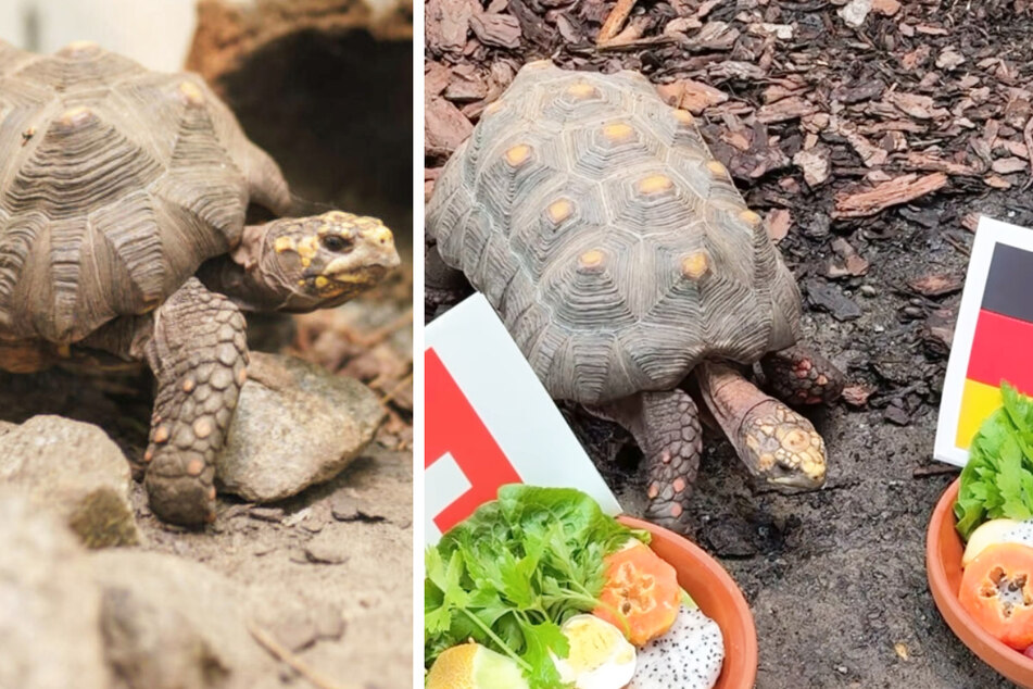 Schildkröte Goliath ist ein Orakel aus dem Berliner Tierheim, das den EM-Sieger vorher sagen kann.