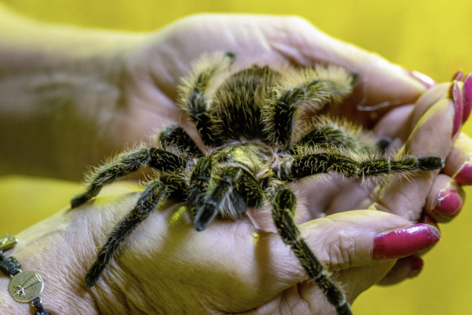 Auch eine südamerikanische Vogelspinne, die zu den größten Spinnenarten der Welt zählt, hat bei Petra Kipper vorübergehend ein Zuhause gefunden.