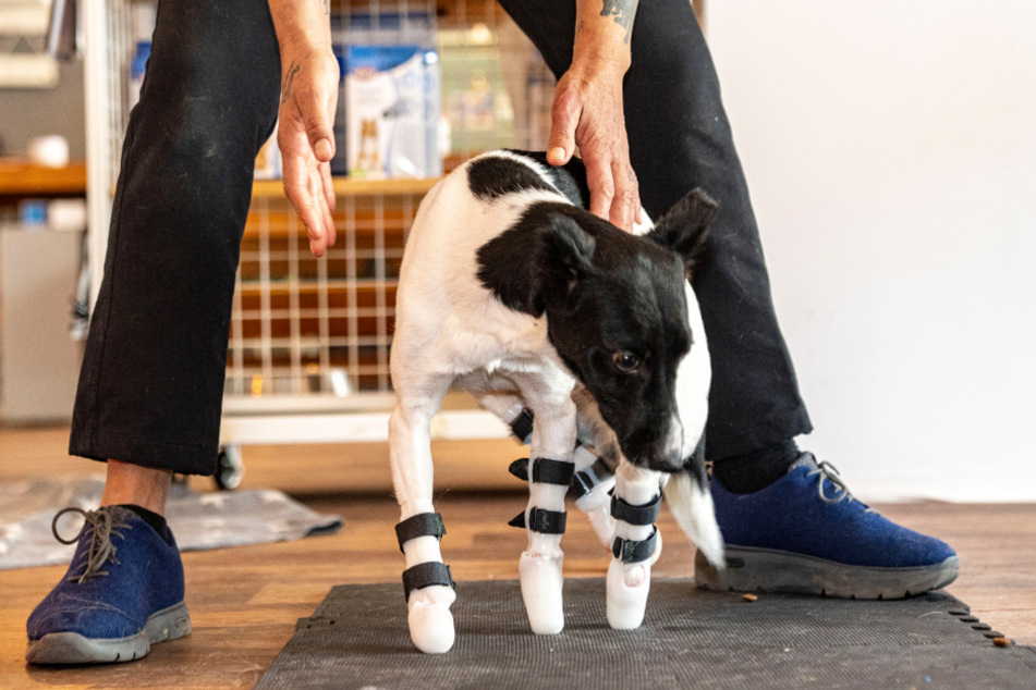 Hund Bim kann dank seiner Prothesen wieder stehen und laufen.