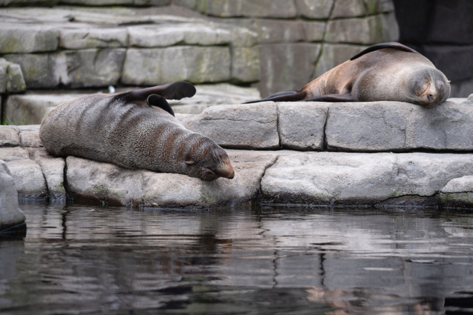 Seebären liegen im Außenbereich ihres Geheges im Tierpark Hagenbeck. (Archivbild)