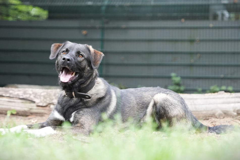 Mischlingsrüde Cody ist seit Ende August im Hamburger Franziskus-Tierheim untergebracht.