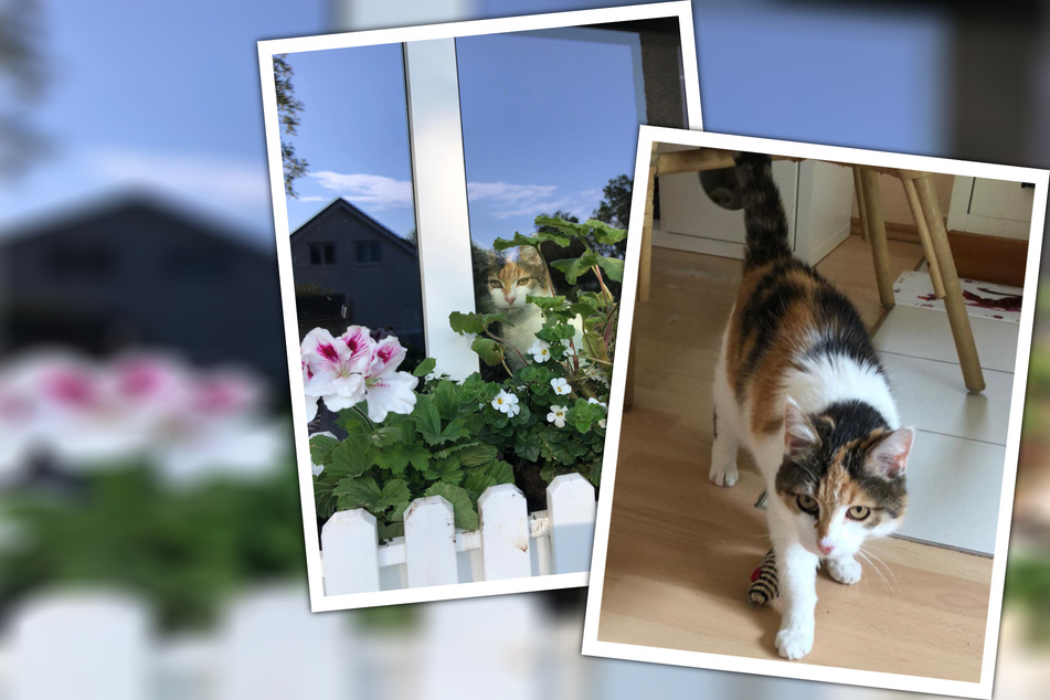 Fit wie ein Turnschuh: Katzen-Omi Susi sucht ein Zuhause für ihren Lebensabend