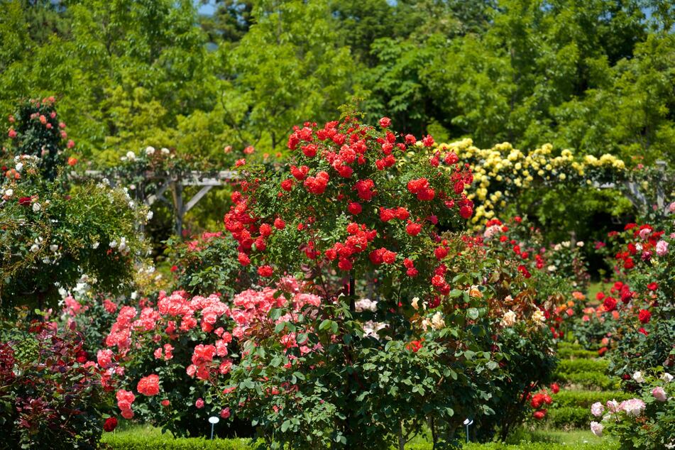 Um die Pflanze zu bändigen und kräftiges Blütenwachstum zu fördern, sollte man seinen Rosenstrauch schneiden.