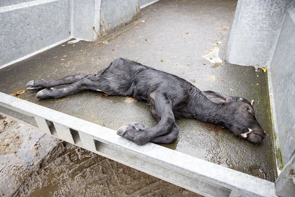 Das keine 24 Stunden alte Kalb überlebte die Attacke nicht.