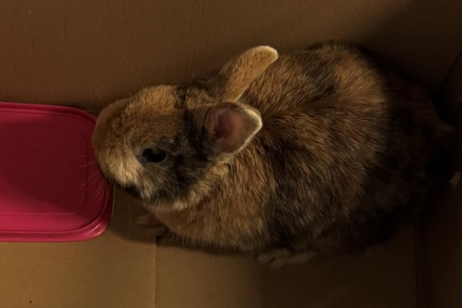 Der kleine Ausreißer ist nun im Tierheim untergebracht worden.