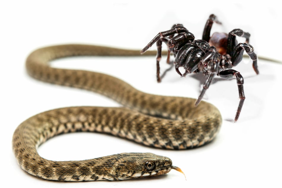 Size wasn't so important, according to the study, though spiders did prefer baby snakes that could easily be hunted or caught in a web (stock image).