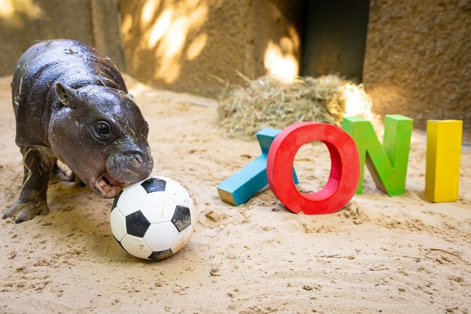 Zu ersteigern gibt es ein "Meet and Greet" mit Mini-Hippo Toni.