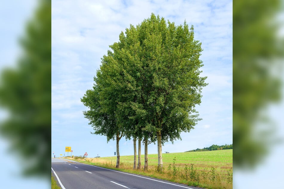 Eine Zither für die Zitterpappel, den aktuellen Jahresbaum. Die Ähnlichkeit des Namens trug zur Inspiration bei.