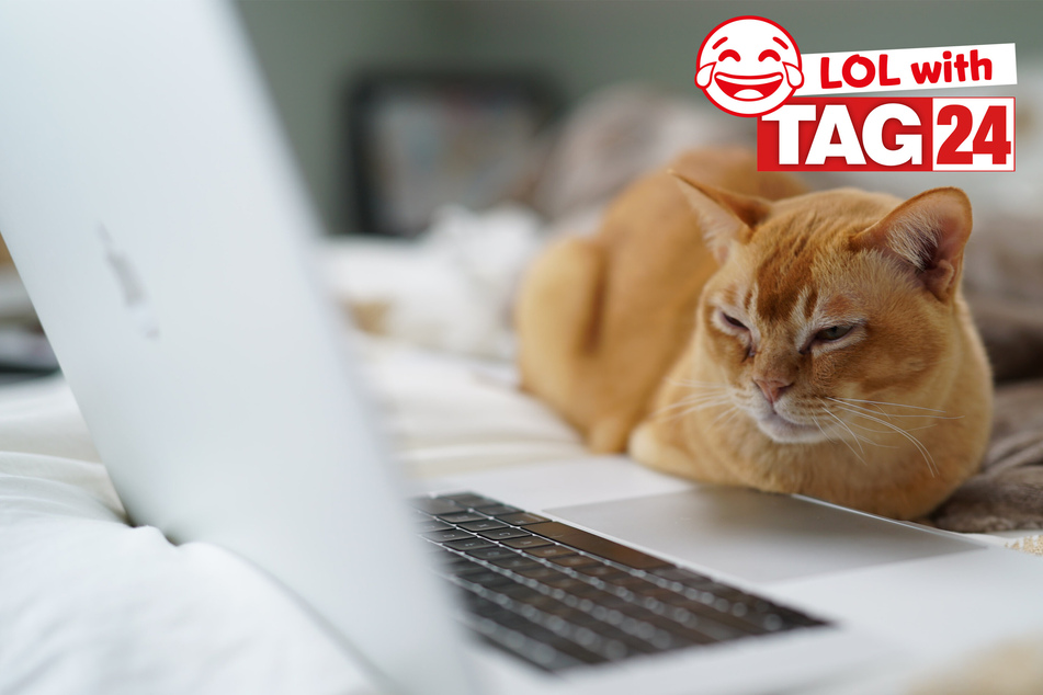 Today's Joke of the Day features a binge-watching cat.