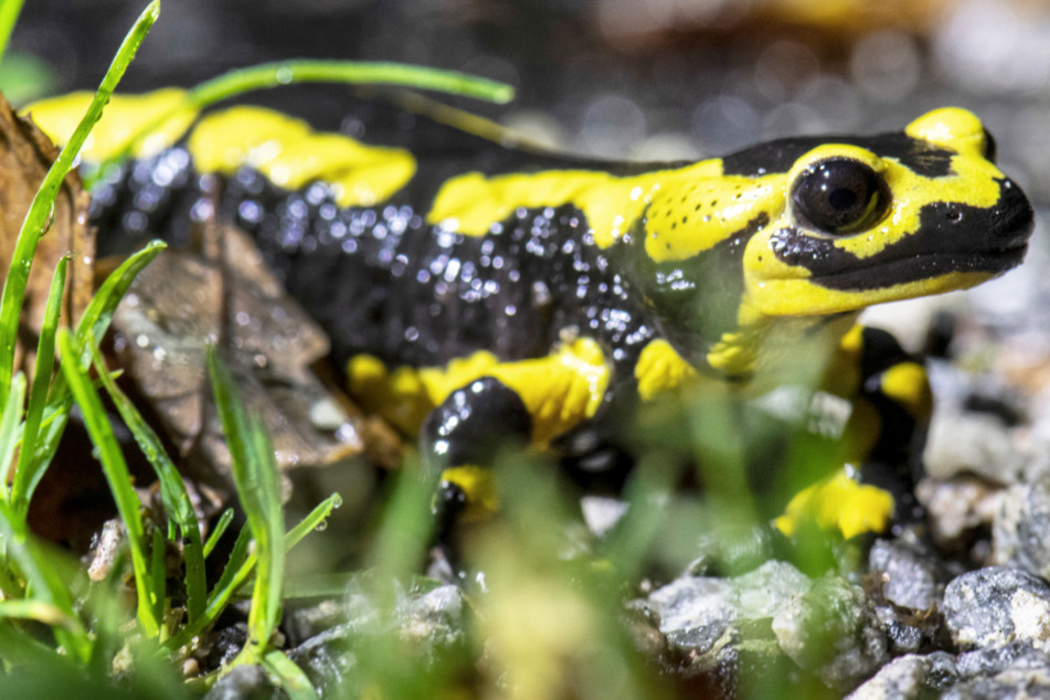 Ein Feuersalamander kriecht über einen Waldweg.