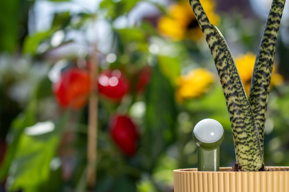 Die Sensoren werden über die Website des Start-ups vertrieben: Die meisten FYTA-Kunden sind zwischen 33 und 65 Jahre alt, 82 Prozent davon männlich.