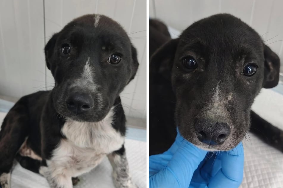 Diese erkrankten Welpen wurden auf der Straße gefunden, gerettet und warten nun auf ein neues Zuhause im "NaTiNo Shelter" in Schkeuditz (Sachsen).