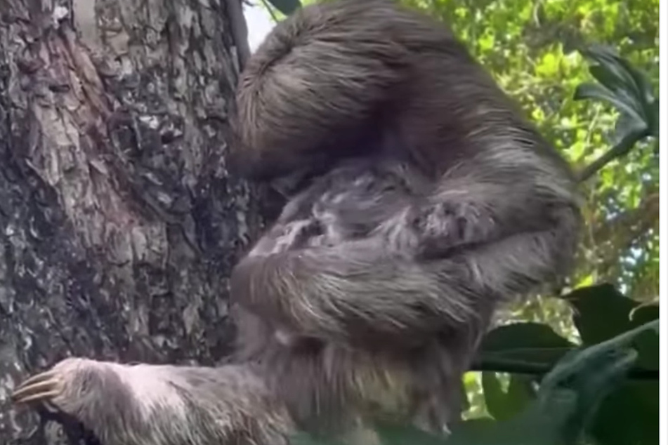 The sloth mother is reunited with her baby.