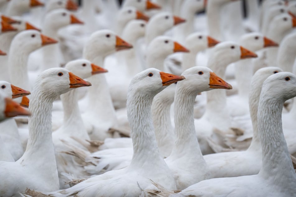 Im Gänsemarsch zum Martinstag - das Schicksal dieser Tiere ist besiegelt.